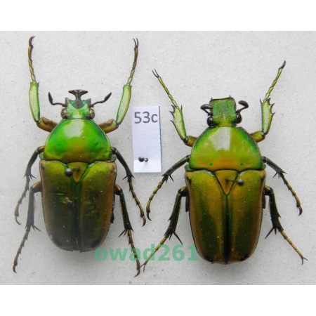 Coelorrhina aurata Westwood, 1841 pair Cameroon53c